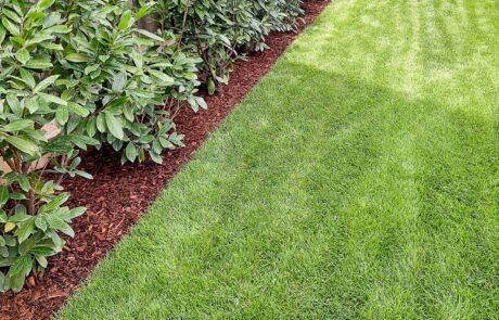 Rollrasen angewachsen.