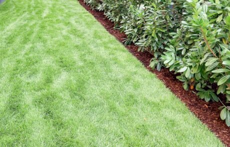 Rollrasen angewachsen.